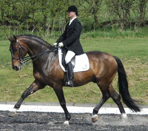 Frou Frou D`anchin  Selle Francais Jumping Stallion